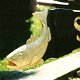 Fish Detail