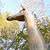 Gigi the Giraffe