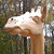 Gigi the Giraffe
