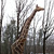 Gigi the Giraffe