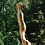 The Mermaid Tree