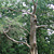 The Mermaid Tree