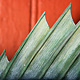 Striper Detail