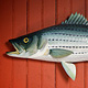 Striper